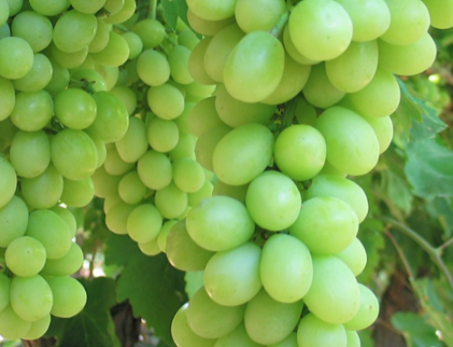 Galactic™ Grapes (Green) — Melissas Produce